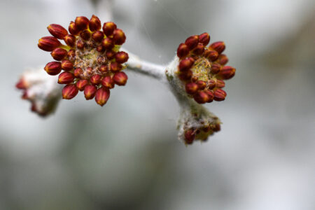 Beautiful Buckwheat Flour Recipes Image